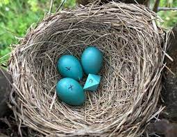 خلاصه درس درون آشیانه ها