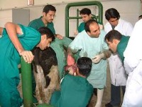 دامپزشکی : نمره لازم برای قبولی + آمارچندتااز 10 تا