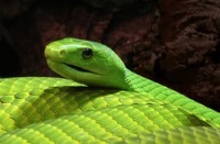 الگوبرداری از فلس ماهی و مار برای طراحی نسل جدید جلیقه نظامی