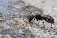 مورچه‌ها هم دارو مصرف می‌کنند