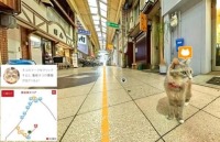 تماشای دنیا از نگاه گربه ها