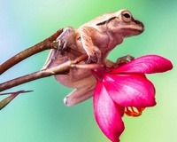 تولید چسب‌های جدید با الهام از زبان قورباغه