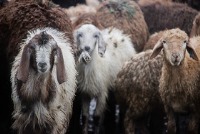 ساخت دستگاه سونوگرافی دامی در کشور