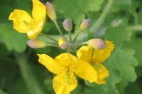 نانوذرات ضد میکروب برای مهار باکتری‌ها تهیه شد