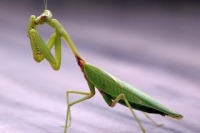 الهام از حشرات برای ساخت سمعک‌های پیشرفته