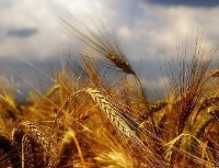 آفت‌زدایی محصولات کشاورزی با پلاسما