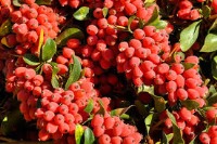 رنگدانه‌های زرشک، مناسب برای رنگ‌آمیزی بافتی