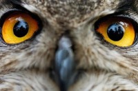 حسگر تصویری چشم جغد ساخته شد