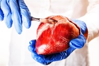 پوست قلب انسان شبیه‌سازی شد