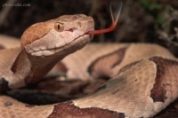 استفاده از ترکیب زهر مار کبری و نقاط کوانتومی در جراحی تومور