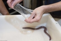 اطفای حریق به کمک لجن مارماهی!