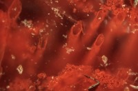 کشف باکتری 3/7 میلیارد ساله