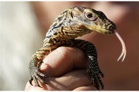 استفاده از سرم خون اژدها برای ساخت آنتی‌بیوتیک