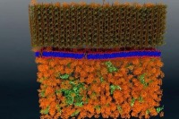 اولین تصویر  از سلول زنده غشایی در مقیاس نانو