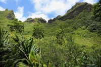 شناسایی گیاهان نایاب با روبات پرنده