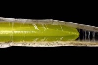 روبات انعطاف پذیر 72 متری برای عملیات نجات ساخته شد