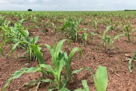 ابداع اپلیکیشنی که به بهبود کشاورزی کمک می‌کند