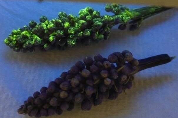 گیاهان به حسگرهای شیمیایی تبدیل می‌شوند