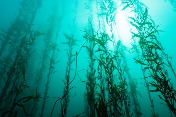 با انرژی تجدید پذیر؛ گلخانه دریایی احداث می‌شود