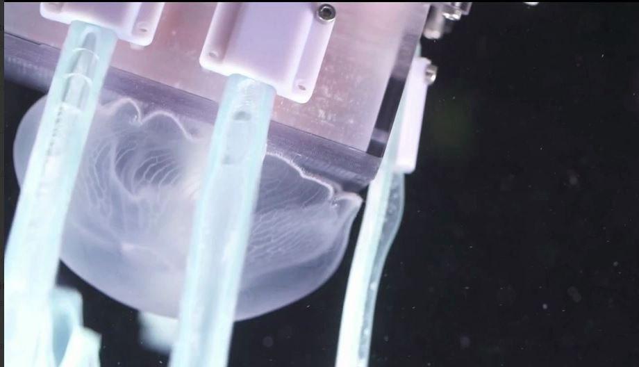 روباتی که حساسیت‌ترین موجود دریا را زنده می‌گیرد!