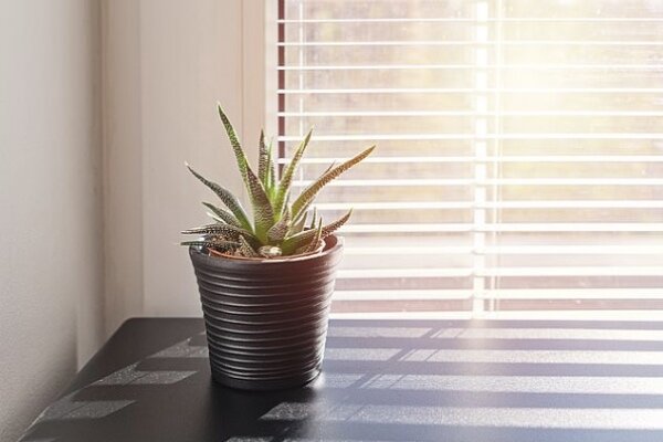 گلدان هوشمند از ساکنان خانه مراقبت می‌کند