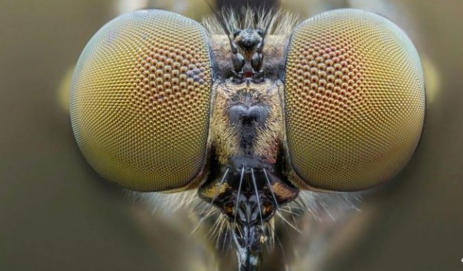 تولید لنز‌های ترکیبی مصنوعی با الهام از طبیعت