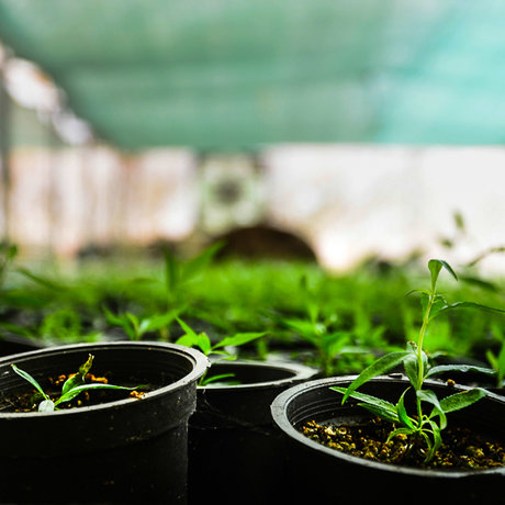 ساخت گلدان‌های زیست تخریب پذیر برای تولید نهال و نشا