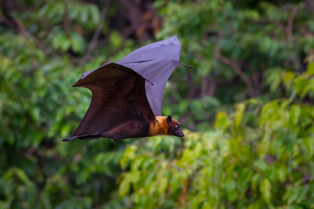 پهپادهایی که همانند خفاش هستند