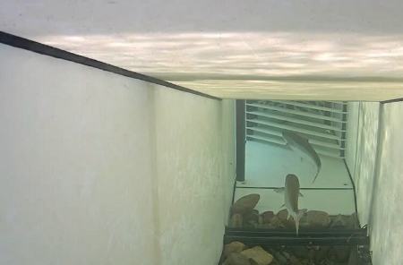 ابداع دروازه ماهی مجهز به هوش مصنوعی