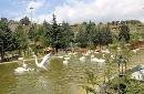 اسماء الطیور