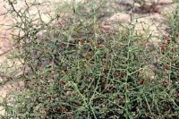 خارشتر چه خواصی دارد؟