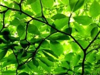 آرام​بخش‌های طبیعی