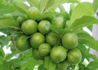 مصرف گوجه سبز موثر در درمان تومور و سرطان‌