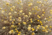 بومادران، گیاهی با گل‌آذین‌های سودمند