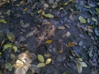 جوشانده‌ی برگ گردو برای دیابتی‌ها مفید است