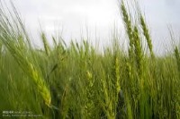 خواص شگفت انگیز جو برای سالم ماندن/ افزایش انرژی و کاهش وزن