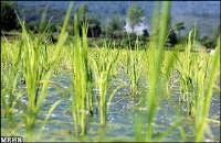 پخت برنج در قهوه ساز میزان جذب آرسنیک را کاهش می‌دهد