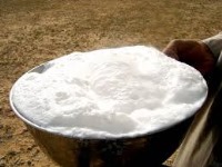 خواص معجزه‌آسای شیر شتر، از کاهش فشار خون تا رفع تنگی نفس