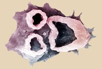 با موجوداتی که از شما تغذیه می‌کنند، آشنا شوید + تصاویر