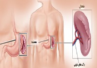 با طحال و وظایف آن در بدن آشنا شوید