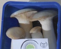 تولید قارچ خوراکی دارویی 'ارینجی' در جهاد دانشگاهی