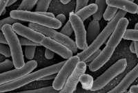 تحرک در سنین پایین موجب سلامتی در طول عمر است