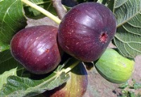 اندر خواص انجیر