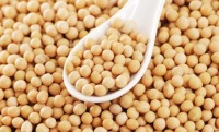 فواید سویا و خواص درمانی سویا