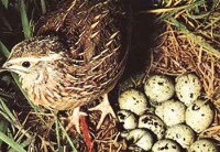 خواص تخم بلدرچین