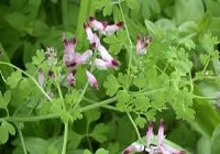 درمان طبیعی بینایی چشم بدون عمل با گیاه شاتره