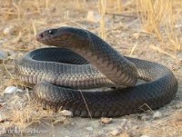 ژن طویل‌کننده مار به درمان بیماران نخاعی کمک می‌کند