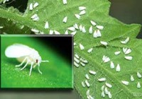 عسلک‌های پایتخت ساز خداحافظی کوک می‌کنند