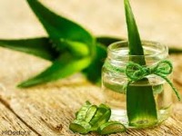 آشنایی با آلوئه ورا و خاصیت آلوئه ورا