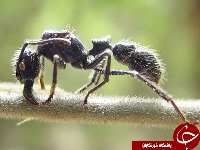 وحشتناک‌ترین نیش حشرات جهان